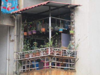 Balcony full of plants, culture of elevated greening