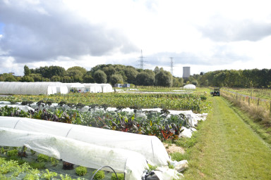 Nature view, farm with vegetables and crops